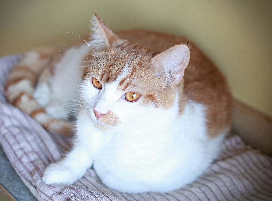 Cudne Koty szukają wspólnego domu.