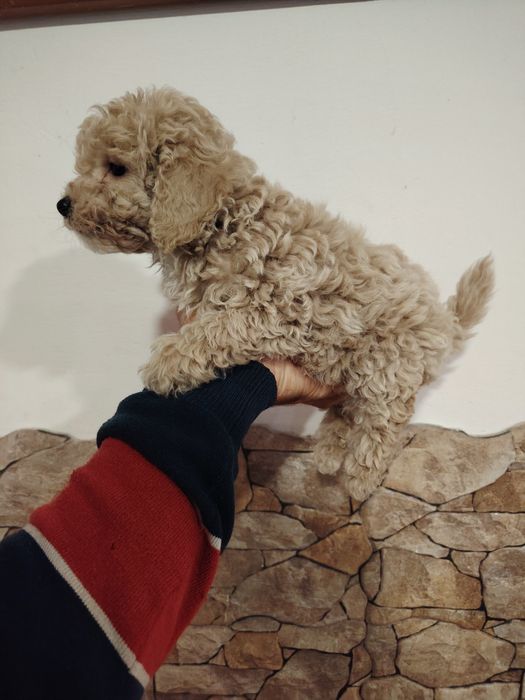 Caniche toy macho
