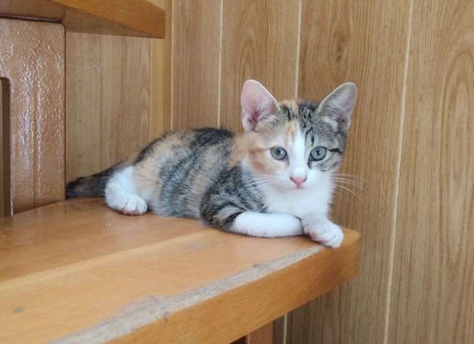 Віддам кошенята рудо-біленьке, трьохколорне.