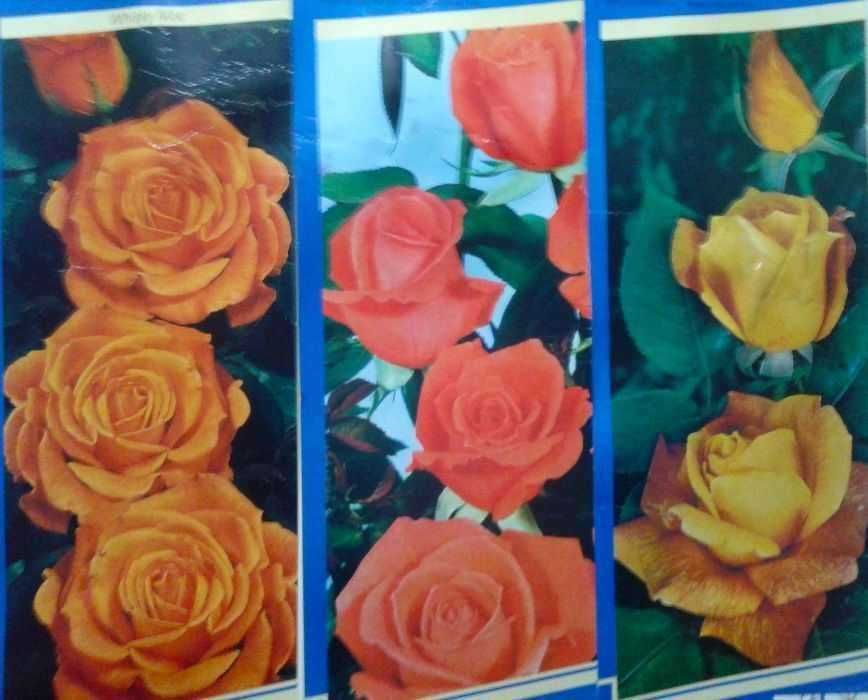 Roseiras raras . várias cores para plantar