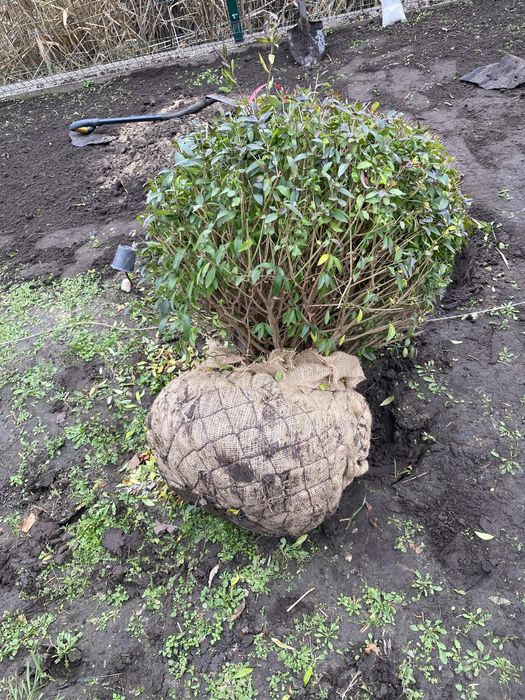 Обслуживания садочка _topiarnyyestrizhki_07?