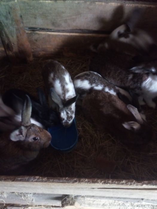 Sprzedam Króliki