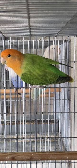 Vendo Agapornis roseicollis