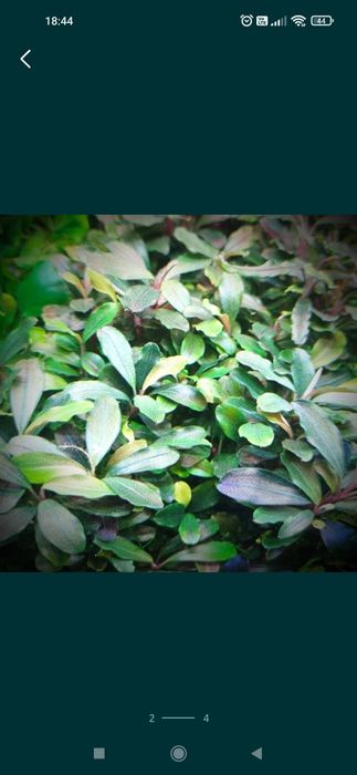 Bucephalandra blue green, 

Cena podana za jedno kłącze.
Wysyłka od kw