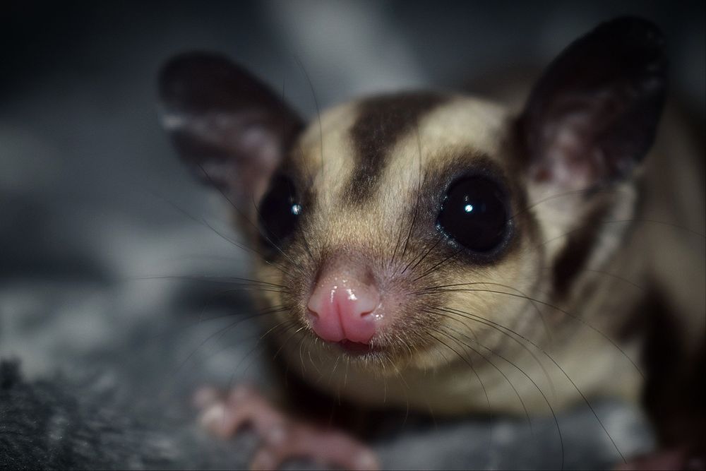 Lotopałank, lotopałanki, sugar glider SAMICZKA