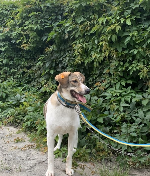 Прекрасная, крупная собачка Сильва