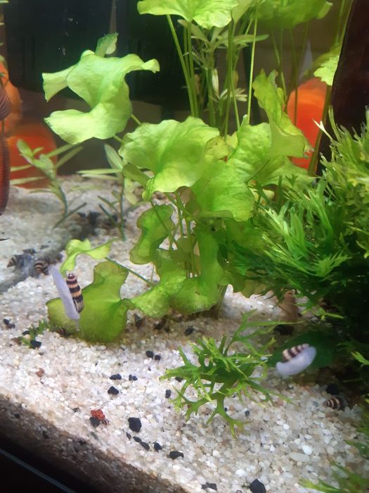 Sprzedam Ślimaki Helenka