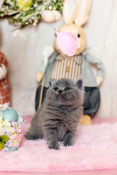 Маленькі шотландці