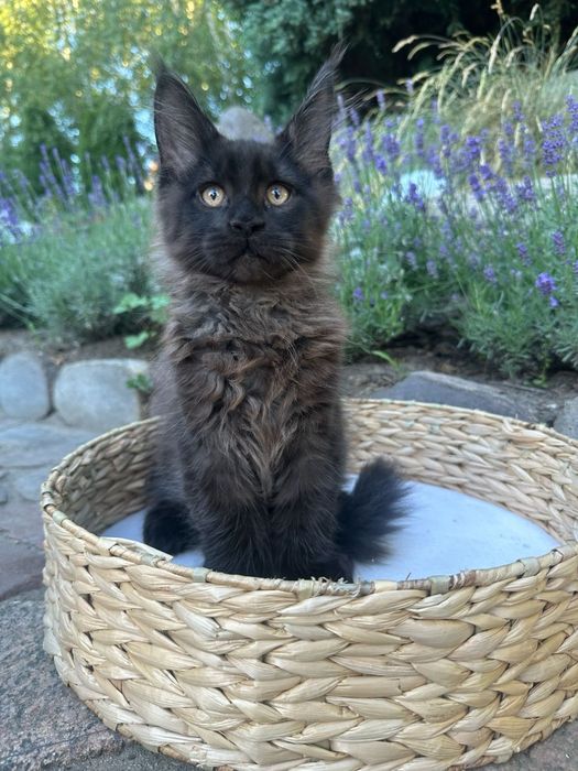 Boski Czarny kocur linia poły Maine Coon