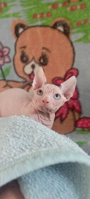 Канадский сфинкс, а01 63