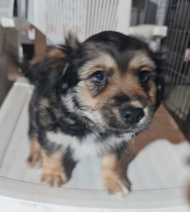 Szczeniaki małej mamy czekają na domy.