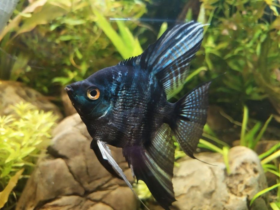 Скалярії  (angel fish)