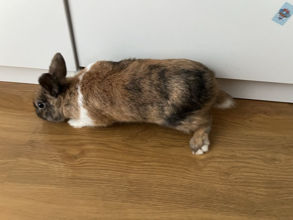 mini królik z dużą klatką sprzedam królika i z wyposażeniem