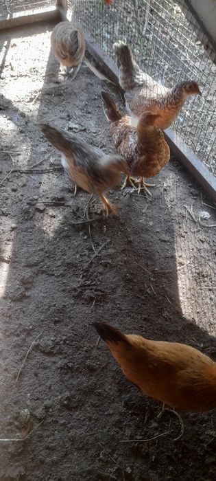Aves  adultos garnizos