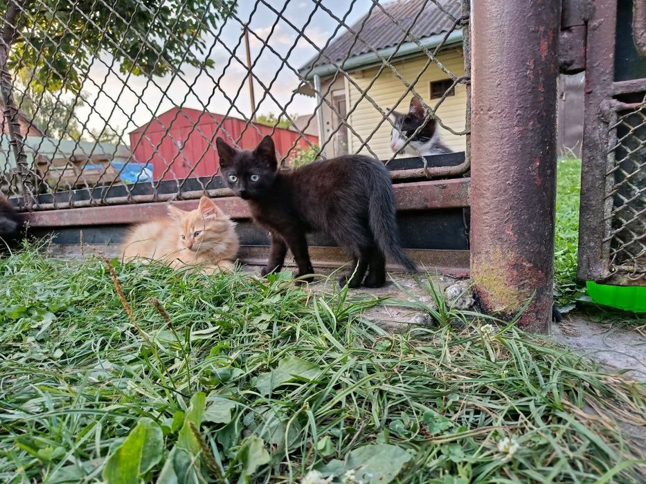 Кошеня хлопчик у добрі руки