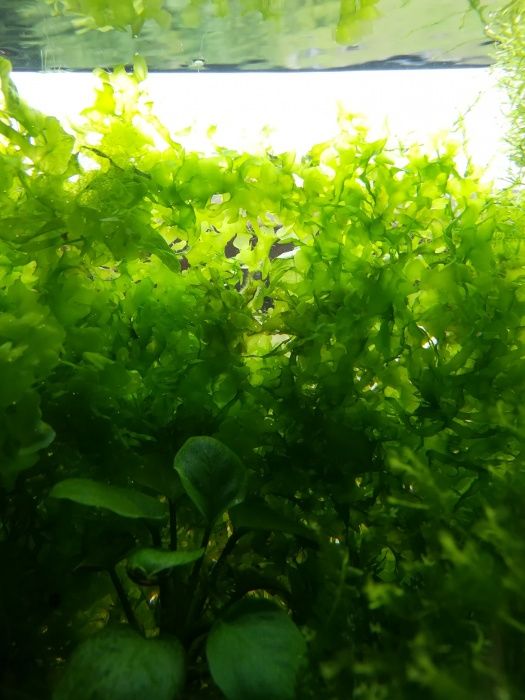 Pelia wątrobowiec roślina akwariowa