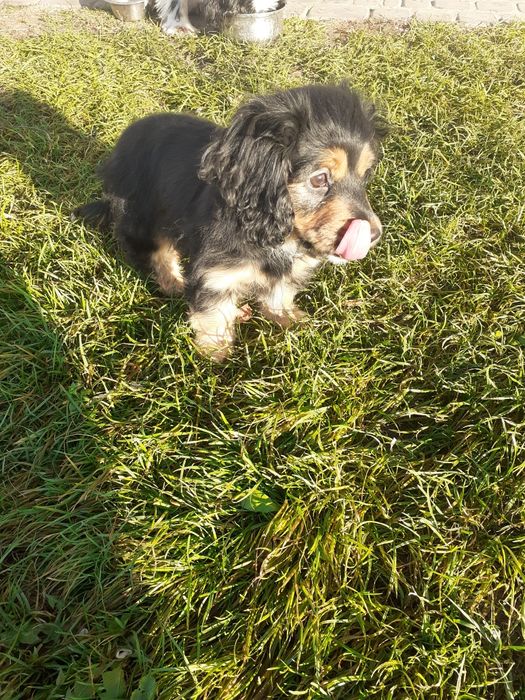 Песик 3 місяці дівч