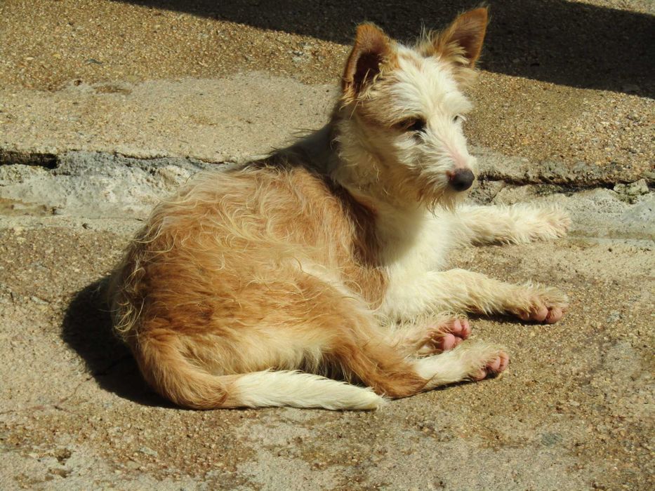 Fêmea Podengo Português Médio Cerdoso LOP/Pedigree/Afixo.