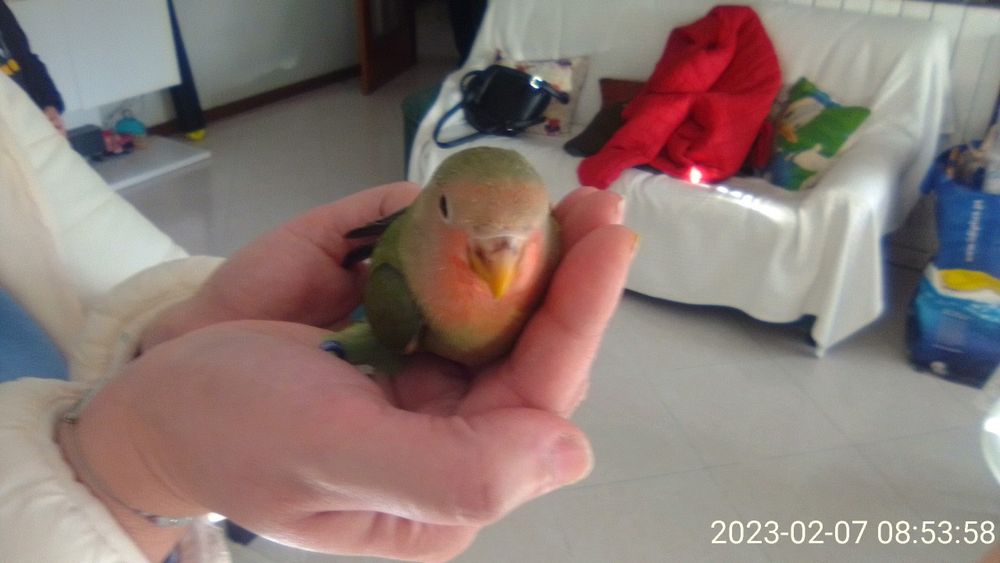 Agapornis domesticados