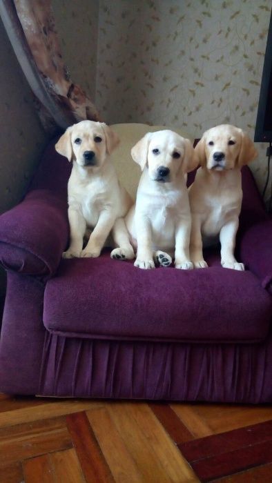 Лабрадор Ретривер від клубних батьків КСУ