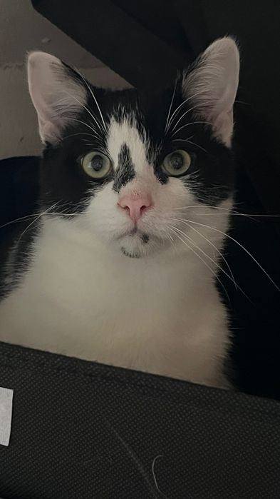 Котята бесплатно