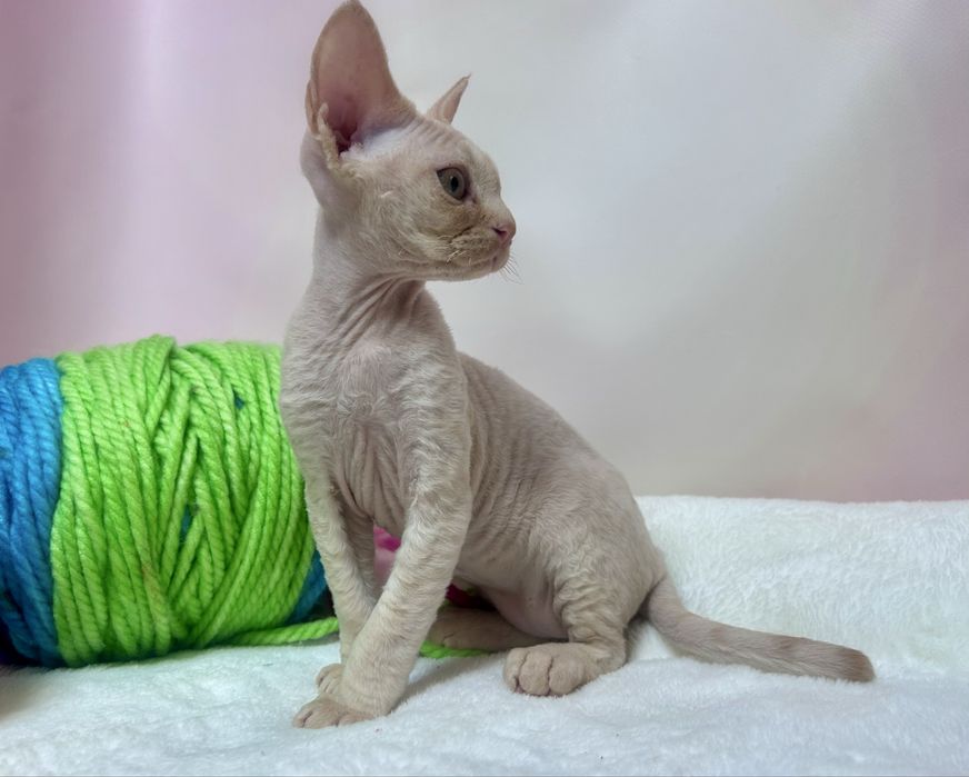 Uroczy kocurek devon rex, rudy,FPL, FIFE