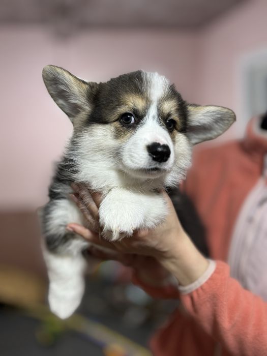 Цуценя вельш коргі пемброк. Триколор