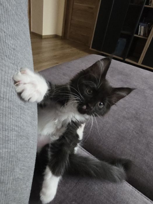 Kocur  Maine Coon, FPL rodowód