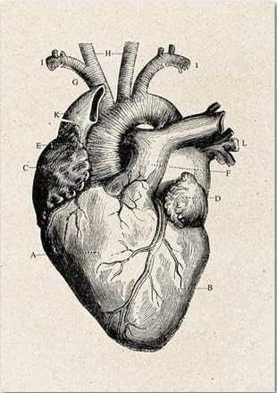 Korepetycje z Anatomii