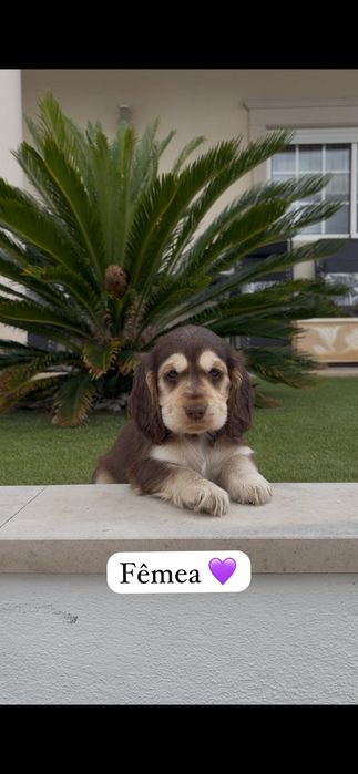 Cocker spaniel inglês fêmea
