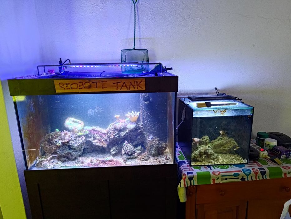 Aquários água salgada