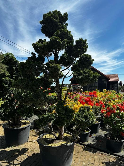 Bonsai-Niwaki formowane sosna cis jałowiec. Laurowiśnia jodła szmaragd