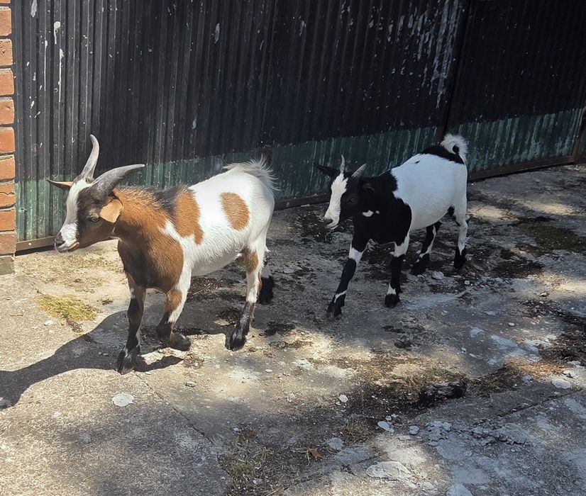 Um casal de cabra anãs
