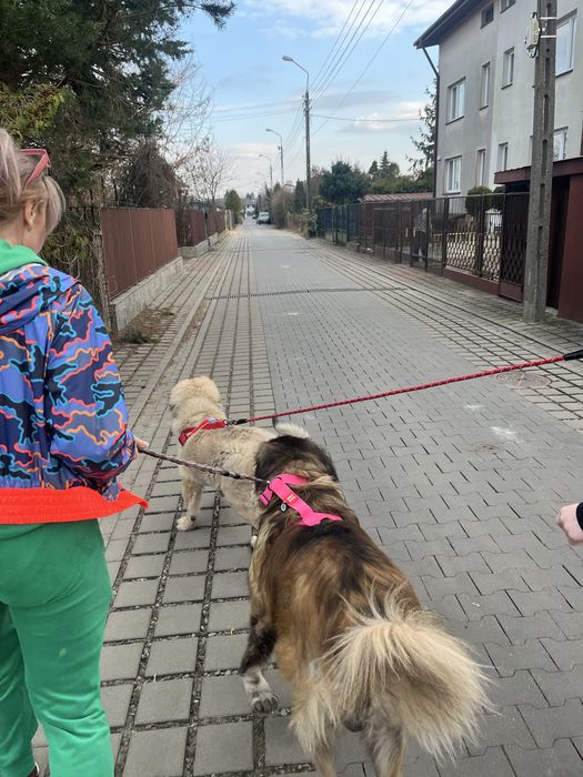 Buty  mokasyny Gino Rossi r.40