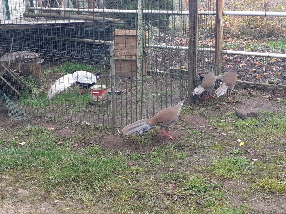 Bażanty bażant same srebrzyste młode lęg 2025