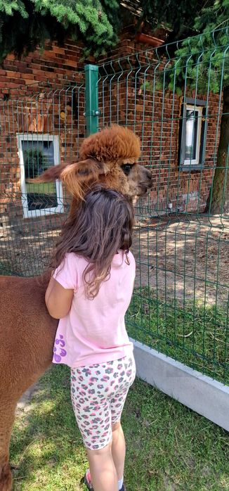 Cudowne samice Alpak na sprzedaż