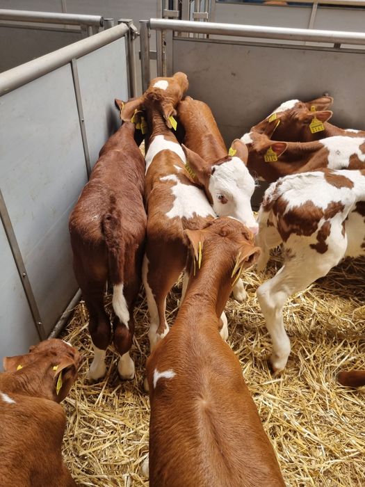 Cielaki na sprzedaż