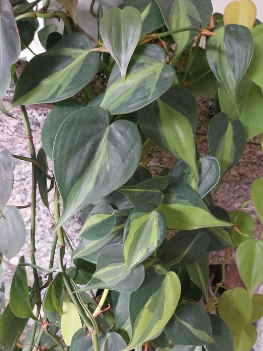 Philodendron scandens 'Brasil' Filodendron + variegata 1,5m długość