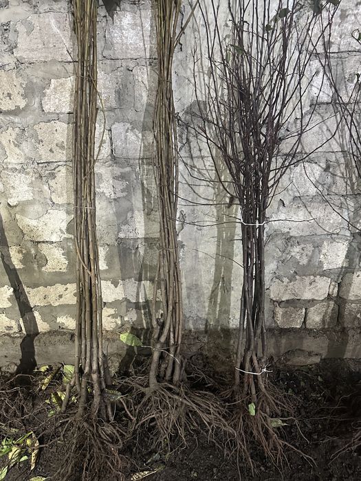 Продам саджанці плодових дерев на гурт