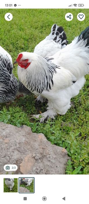 Кури та  Півні Світлої Брами