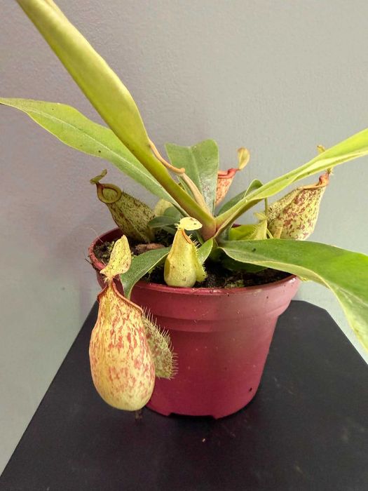 Nepenthes Hookeriana Dzbanecznik