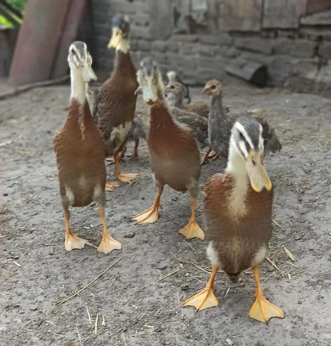 Kaczor Biegus Indyjski