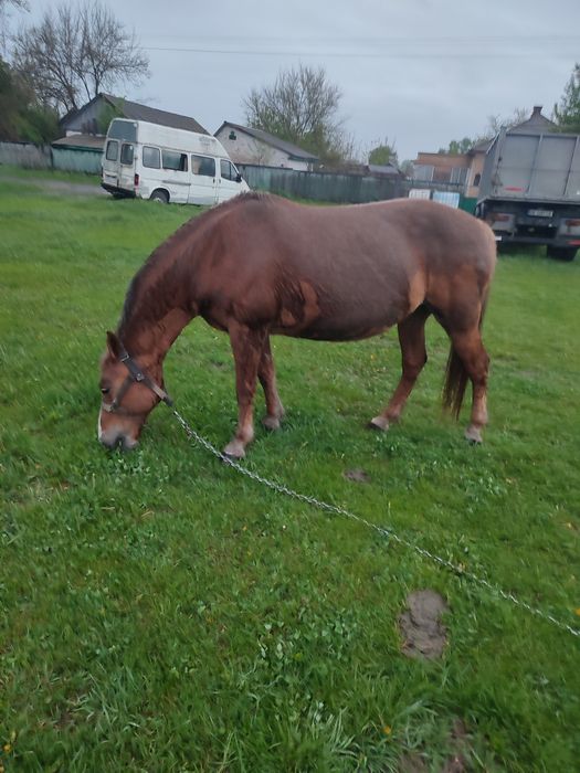 продам робочу кобилу