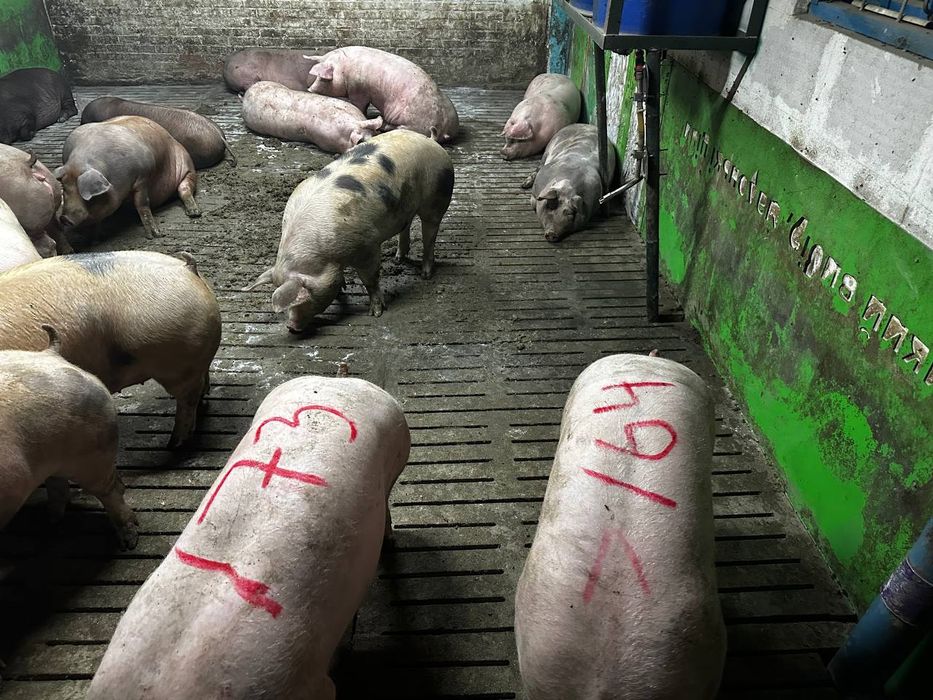 Свині живою вагою