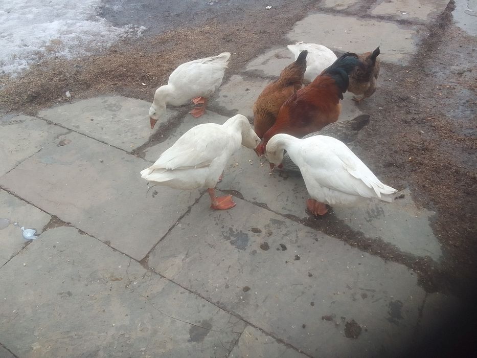 2гуски і гусак .