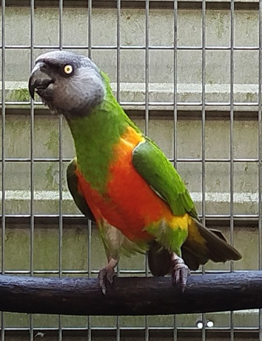 Poicephalus senegalus versteri