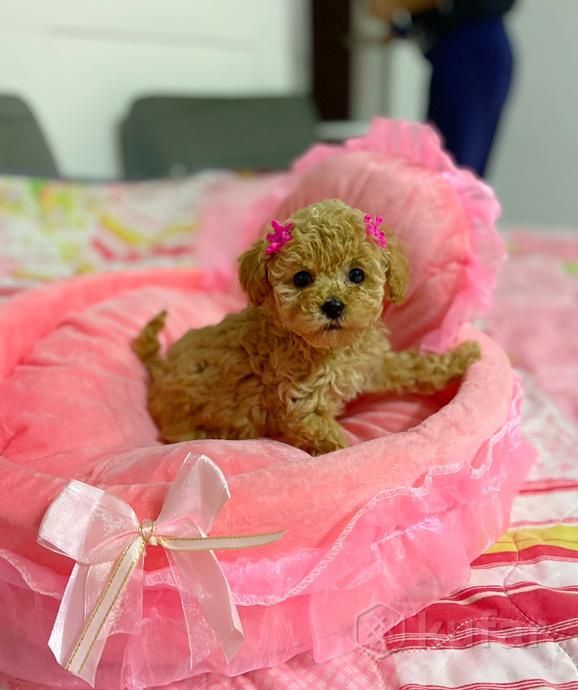 Мальтипу  мальчики