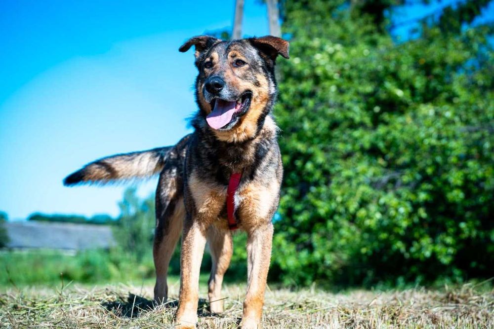 Szamal - psi wesołek w typie owczarka niemieckiego ADOPCJA
