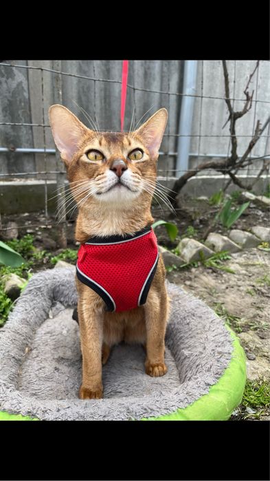 Абиссинский котик