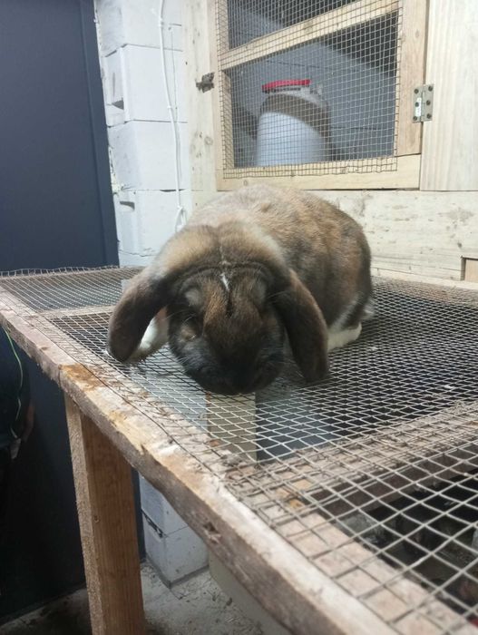 Baran francuski samica